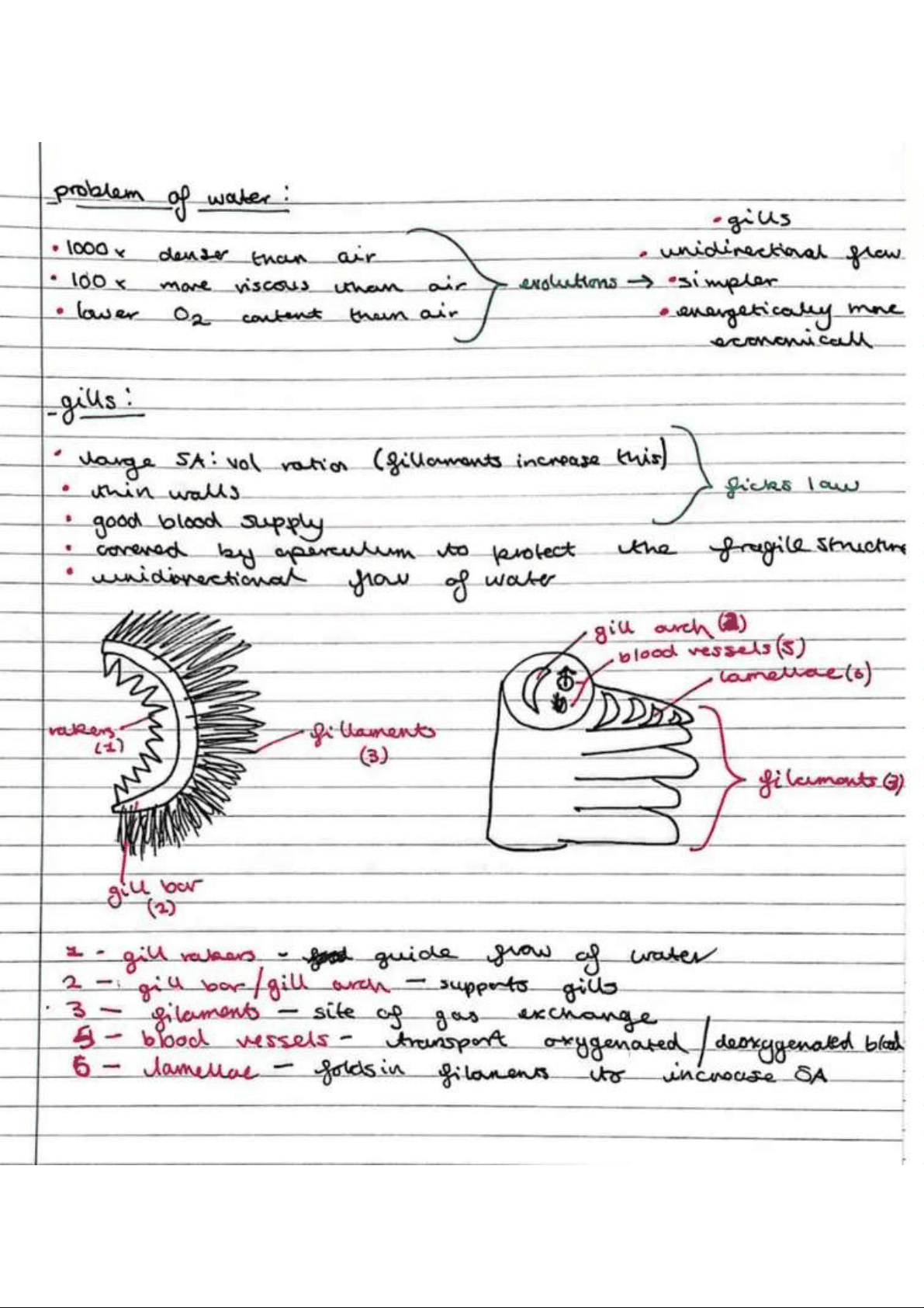 bg1