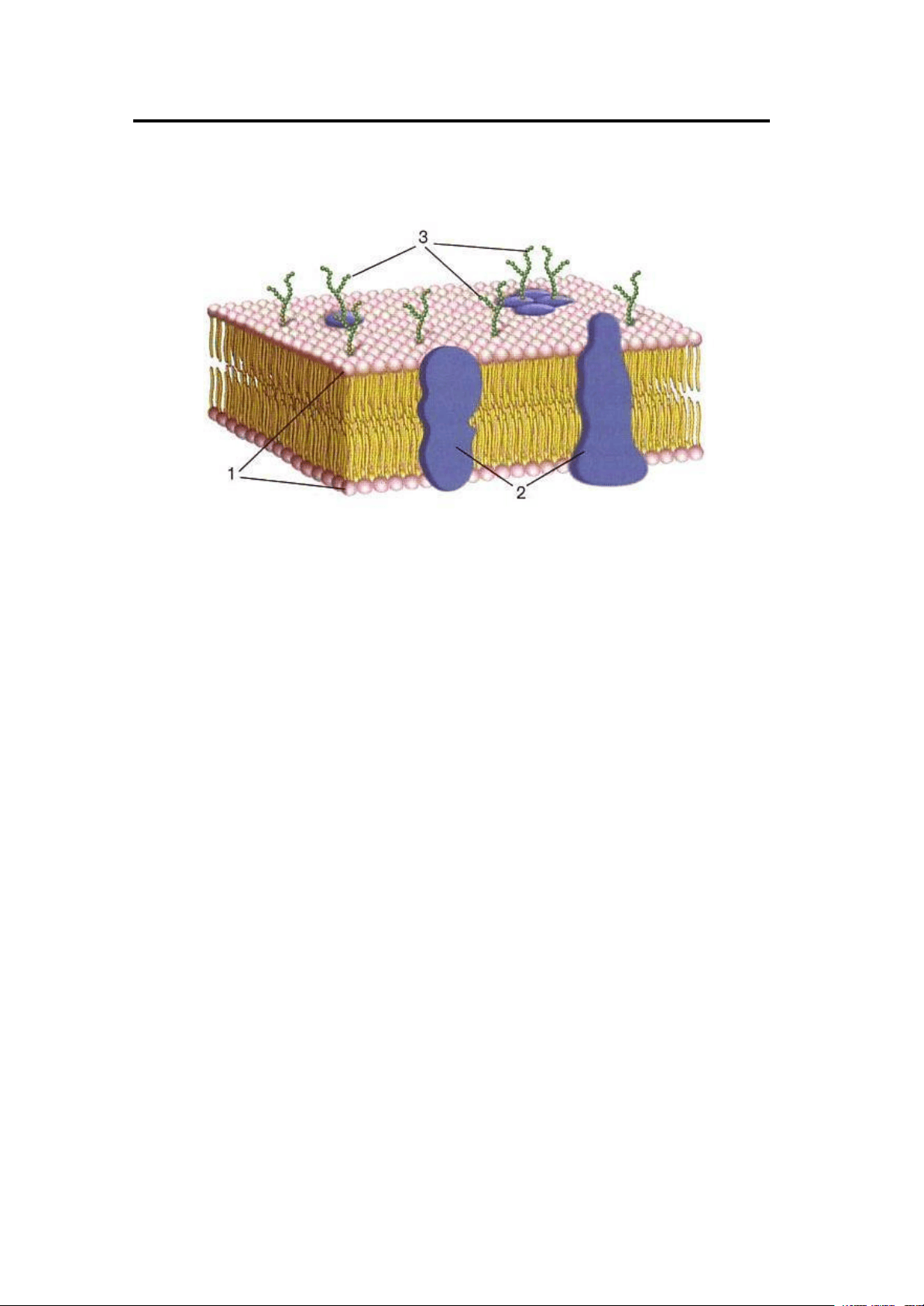 bg1