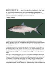 Gonorynchiformes Order: An Introduction to the Diversity of Milkfish and Related Species -
