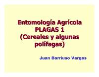 plagas