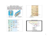 Worms - Animal Biology - Lecture Slides | IB 104