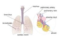 Model of Lungs, Brain, Catheter-Sensor System | BIOE 414