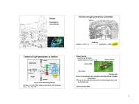 Fireflies and Insect Pheromones: Communication and Chemosensory Perception