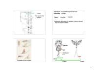 Comparing Stoneflies & Other Insects: Mayflies, Damselflies, Dragonflies, Grasshoppers