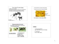 The Ants - Entomology - Lecture Notes | BIOL 454