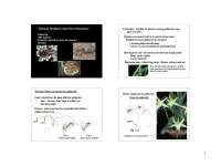 Mutually Beneficial Insect-Plant Interactions: Pollination, Seed Dispersal, Protection, Nutrition | BIOL 454