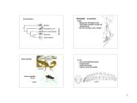 Insects: Scorpionflies and Fleas - Morphology, Reproduction, and Importance