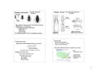 Insect Life History, Anatomy, and Behavior