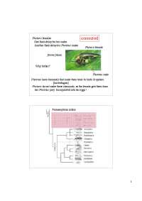 Biology of Insects: Photuris and Photinus, Lice, Heteroptera, and Thrips