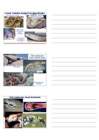 Lizard: Evolution, Design and Foraging Behavior | BIOL 452