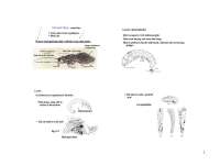 Trichoptera - Lecture Slides - Entomology | BIOL 454