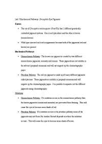 Biochemical Pathway: Drosophila Eye Pigment - Lab Report 5 | BS 111L