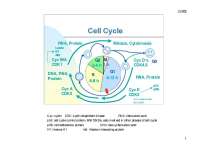 Cell Cycle: Phases, Proteins, and Regulation