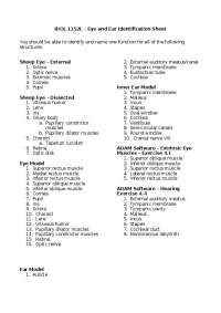 Eye and Ear Anatomy Identification Sheet - Prof. Barbara E. Musolf