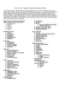 Digestive System Identification Sheet: Structures and Functions