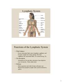 Lymphatic System - Anatomy and Physiology I - Slides | BIO 2330 - Docsity