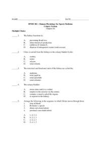Multiple Choice Questions on Urinary System - Practice Exam | SPMD 202