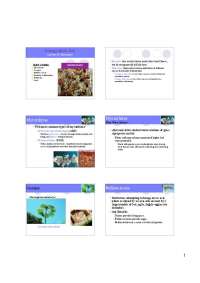 Mutualisms in Ecology: Mycorrhizae, Cecropia, Bullhorn Acacia, and Coral - Prof. Brent Bla