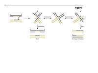 Molecular Basis of Recombination: A Comprehensive Study