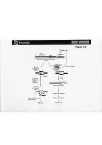 Lecture Slides of Microbial Genetics | BIO 366