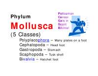 Phylum Mollusca - Lecture Slides | BSC 2011L - Docsity