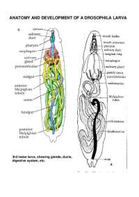 Notes on Early Drosophila Development - Neurobiology | BIOL 635