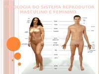Fisiologia do sistema reprodutor