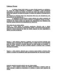 A cabeça óssea na Neuroanatomia