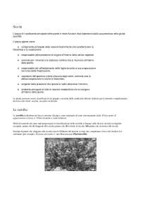 Ecofisiologia Vegetale A - Siccità