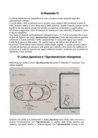 Plasmidi Ti e la Biotecnologia Vegetale: L'Agrobacterium rhizogenes e il Lotus japonicus