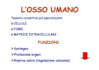 Anatoma e Funzioni dell'Osso Umano: Collagene, Minerali e Proprietà Meccaniche - Prof. Vit