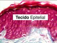 Tecido Epitelial CONCEITO