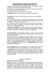 Sistema esquelético