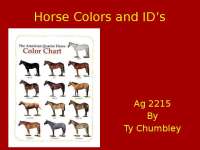 Horse Coat Colors and Markings: A Comprehensive Guide - Prof. T. Chumbley