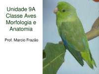 PDF: Aula Morfologia das Aves