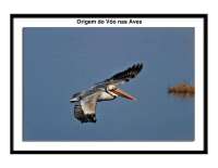 PDF: Aula Origem do Voo das Aves