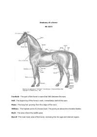 Anatomy of Horse - Lecture Notes | AG 2215