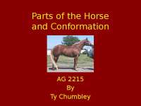 Slides on Parts of the Horse and Conformation | AG 2215