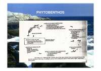 Biologia delle Alghe - Phytobenthos - Parte 7