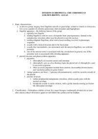 Diatoms and Other Ochrophyte Algae: Plastids, Flagella, and Classification