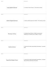 Focus on Leg Muscles & Tendons: Long Digital Extensor & More