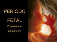 Embriologia