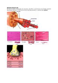 Atlas Sistema Muscular