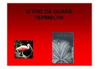 O voo da guara vermelha