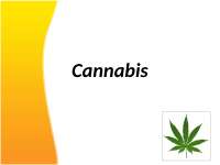 Cannabis