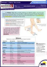 Miotomos e grupos musculares - cinema1