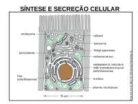 Secreção celular