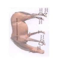 Equine muscles / skeletal system - Equine Management | ANSC 1030