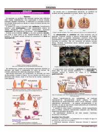 Aula 20 - exercícios - poríferos e celenterados
