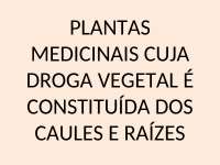 Aula droga raiz e caule
